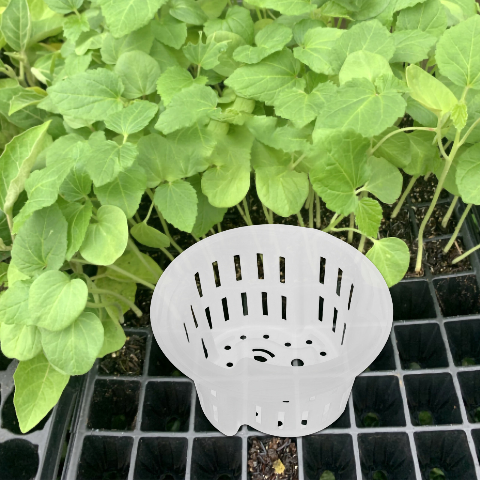 4 قطع من أوعية الزراعة المائية - مراجعة Plant Pot وسعره