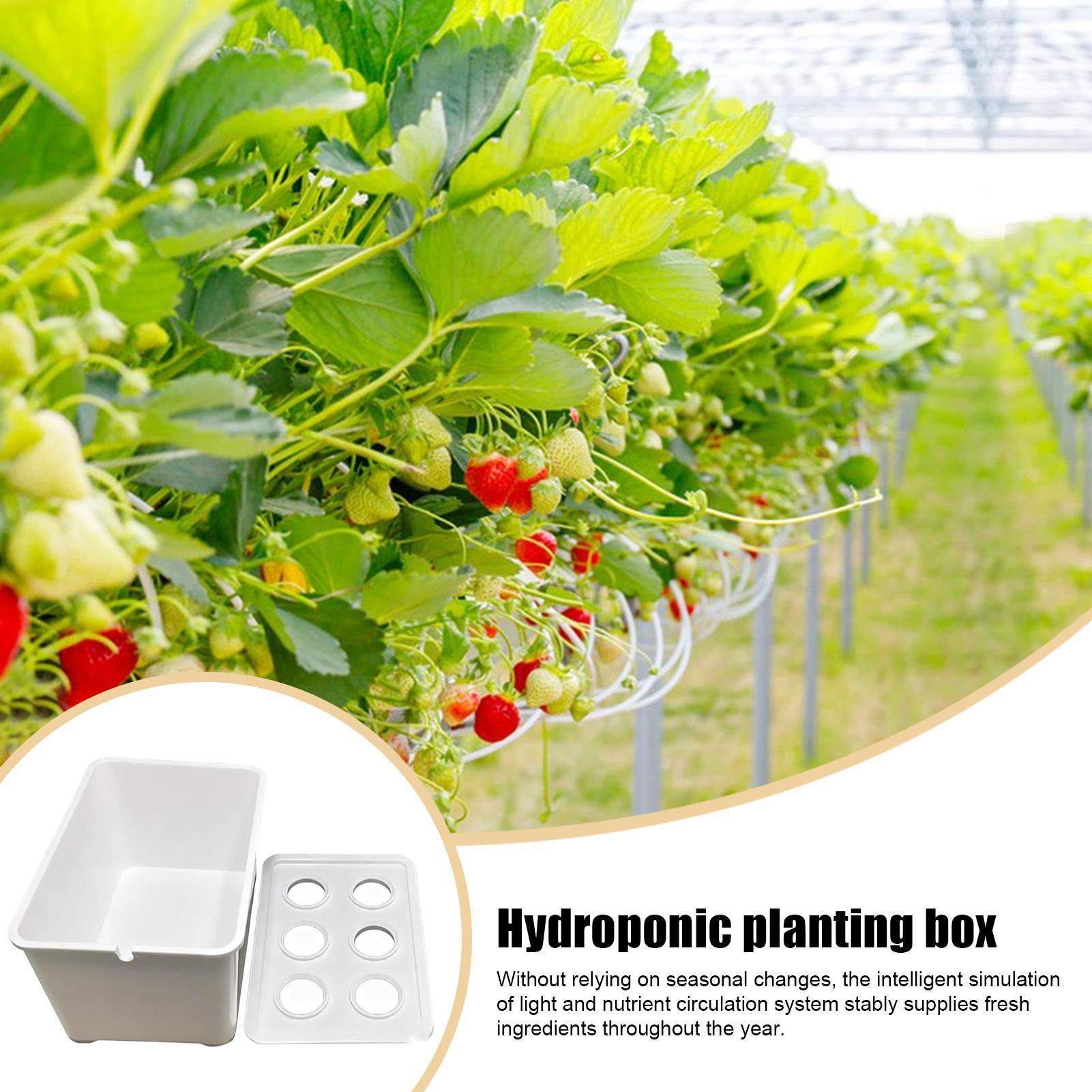 مجموعة الزراعة المائية المعدات - مراجعة Hydroponic Kit وسعره