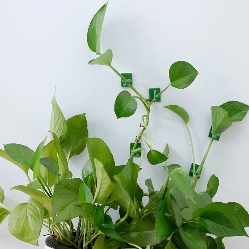 مشابك تثبيت النباتات المتسلقة  - مراجعة Indoor Herb Garden وسعره